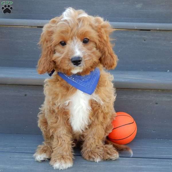 Thomas, Cavapoo Puppy